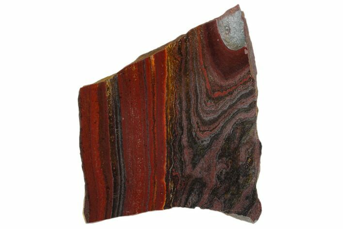 Polished Tiger Iron Stromatolite - Billion Years #129197
